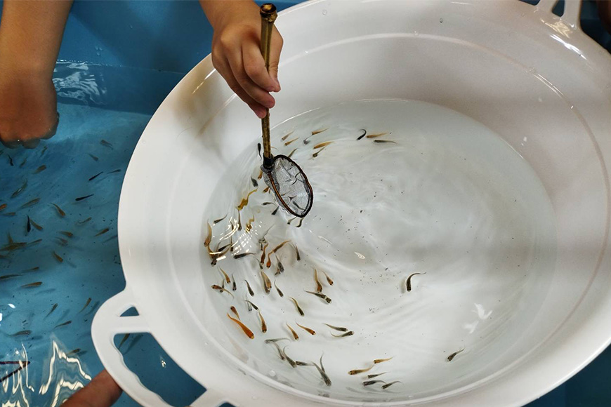 メダカ1匹選別用 タモ網（丸型・短め）3本セット 83-G