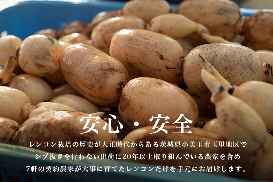 【数量限定・先行予約】マルタマ真レンコン 3kg れんこん レンコン 蓮根 茨城 国産 お正月 おせち 野菜 17-AC ＜9月上旬～下旬発送予定＞