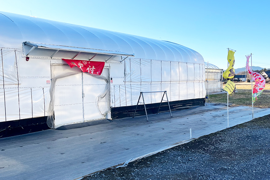 訳あり山盛り4種類 サイズ違い品種違いのいちご1.3kg 【4月～5月順次発送予定】 19-AH