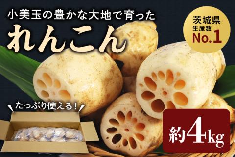 【数量限定・先行予約】縁起物野菜「れんこん」 約4kg れんこん レンコン 蓮根 茨城 国産 お正月 おせち 野菜 17-M ＜11月中旬～12月上旬発送予定＞