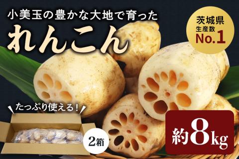 【数量限定・先行予約】小美玉市小美玉市産れんこん（2箱）約8kg れんこん レンコン 蓮根 茨城 国産 お正月 おせち 野菜 17-AD ＜11月中旬～12月上旬発送予定＞