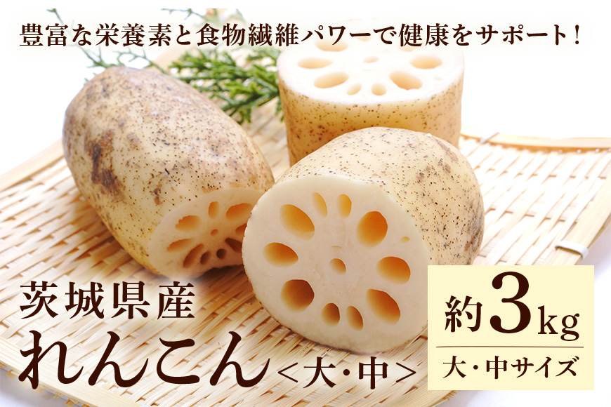 れんこん（大・中サイズ） 3kg 野菜 れんこん レンコン 蓮根 国産 8月上旬～2月中旬まで順次発送予定 51-A
