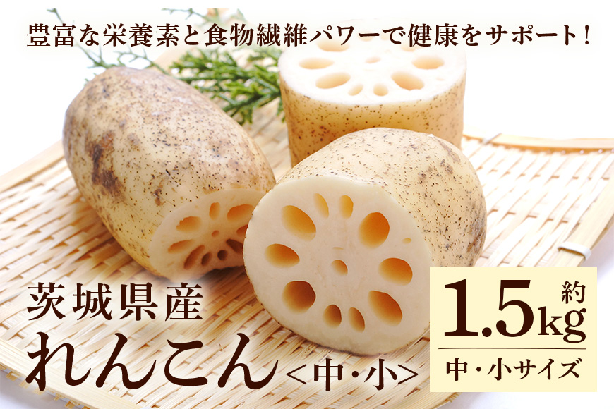れんこん（中・小サイズ） 1.5kg 野菜 れんこん レンコン 蓮根 国産 8月上旬～2月中旬まで順次発送予定 51-C
