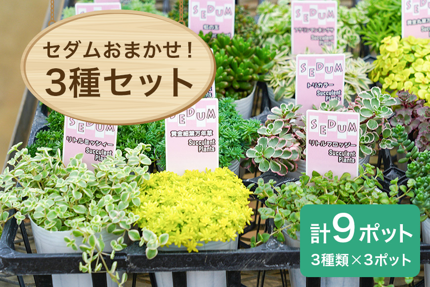 セダムお任せ 3種類×3ポットセット（合計9ポット） セダム 多肉 植物 品種 おまかせ 種類 セット 寄せ植え 観葉 苗 室内 育成 おしゃれ ギフト 贈り物 プレゼント 茨城 55-D