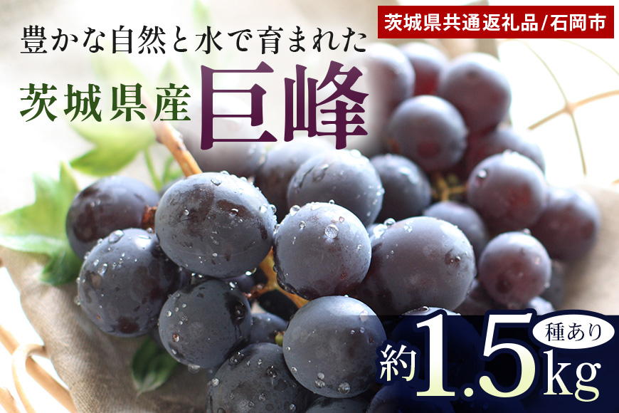 【数量限定・先行予約】 巨峰 約1.5kg（種あり） 《8月20日～9月30日発送予定》 ぶどう ブドウ 葡萄 果物 くだもの フルーツ (茨城県共通返礼品 石岡市) 67-E