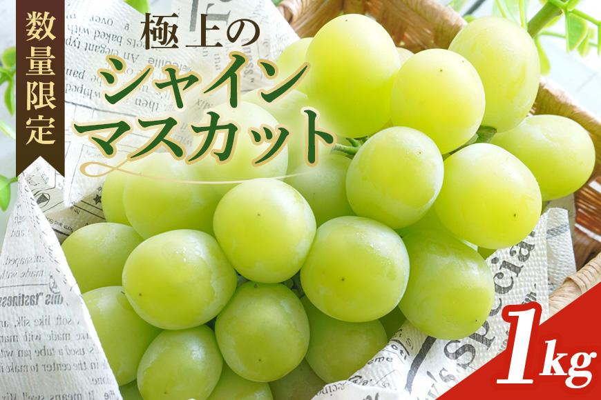 ＜2025年 先行予約＞ シャインマスカット 数量限定 1kg 農園直送 期間限定 果物 フルーツ ブドウ 葡萄 ぶどう 8月下旬以降発送 冷蔵 小美玉市 70-I