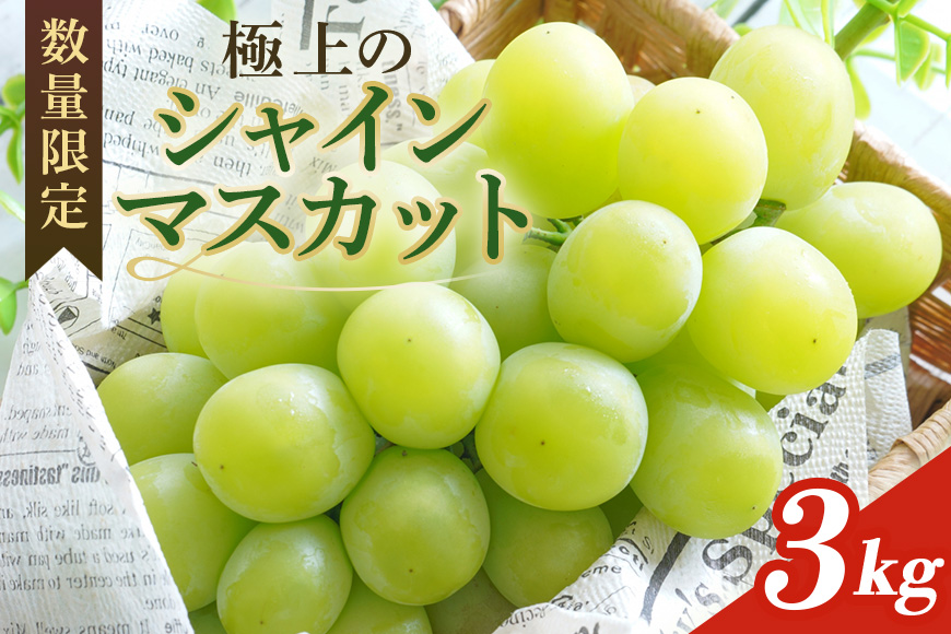 ＜2025年 先行予約＞ シャインマスカット 数量限定 3kg 農園直送 期間限定 果物 フルーツ ブドウ 葡萄 ぶどう 8月下旬以降発送 冷蔵 小美玉市 70-K