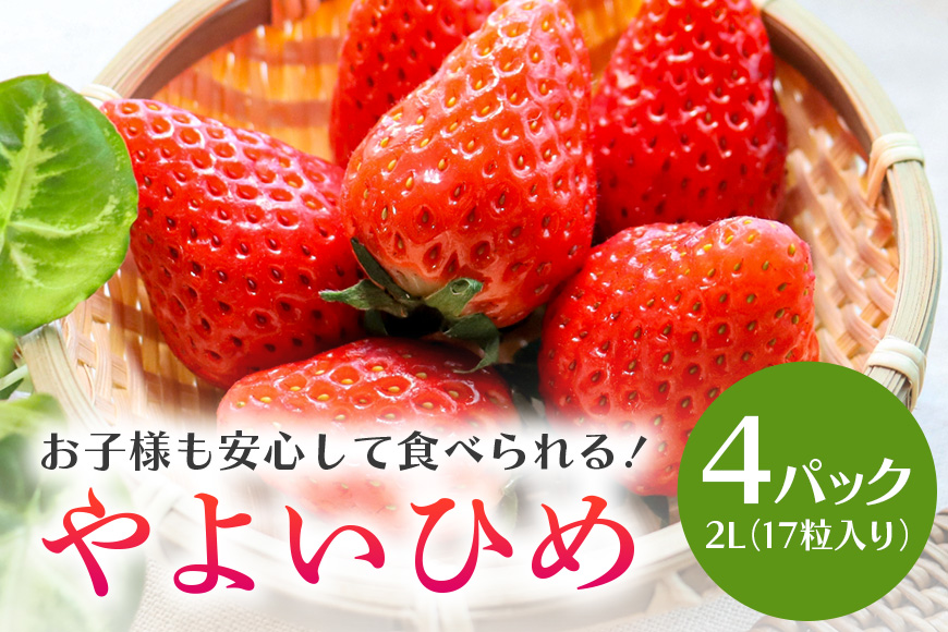 やよいひめ 2L（17粒入り）×4パック 1kg以上 ＜2026年1月中旬～3月上旬発送予定＞ （茨城県共通返礼品 石岡市） 71-A