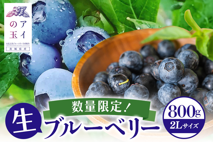 《数量限定・期間限定》 【アイの玉】毎日！朝摘み生ブルーベリー(2L) 73-A 【2026年6月15日より順次発送予定・7月31日に受付終了】