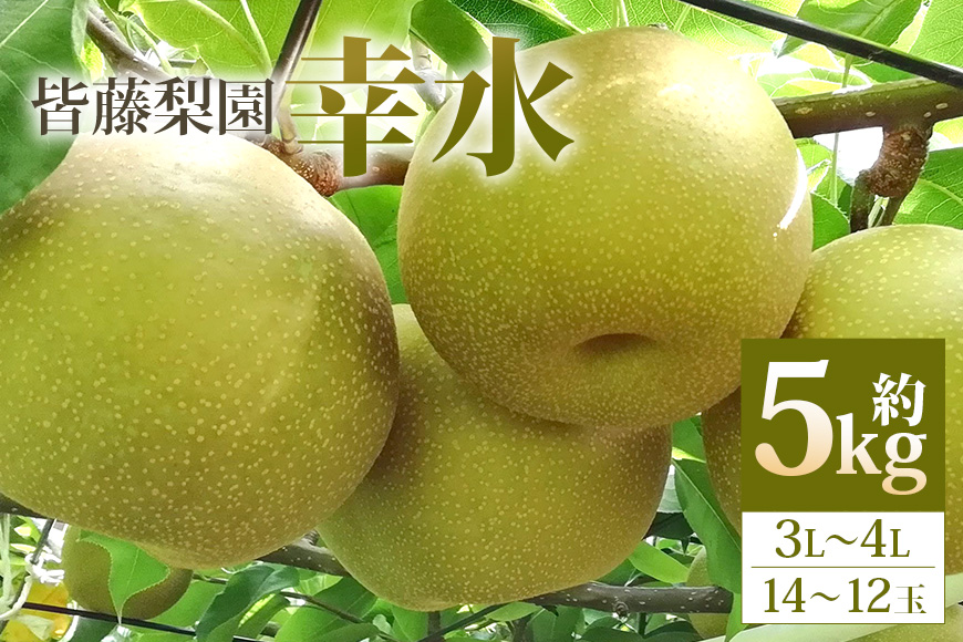 【数量限定・先行予約】【皆藤梨園】幸水（約5kg/3L～4L/14～12玉） 梨 幸水 果物 なし ナシ こうすい くだもの フルーツ 【8月上旬以降発送予定】 75-A