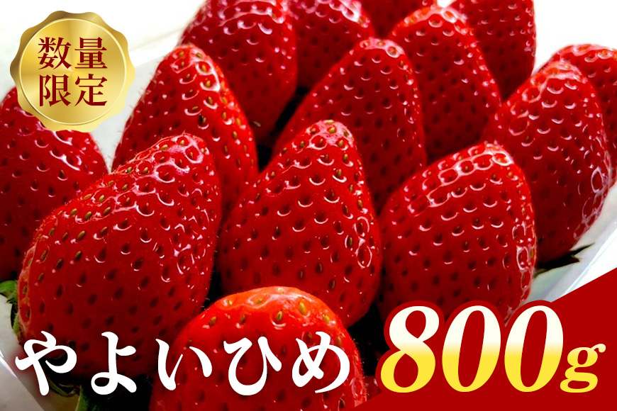 『数量限定』 ステビア栽培 朝摘み いちご やよいひめ 800g 直売 ブランド 甘い 大粒 高級 ギフト 贈答用 朝摘み ステビア 苺 イチゴ 栽培 【期間限定 4月10日に受付終了】 88-A
