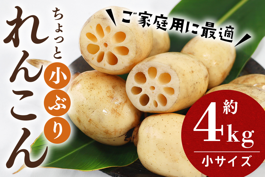 【数量限定・先行予約】ご家庭用ちょっと小さめ れんこん 約4kg れんこん レンコン 蓮根 茨城 国産 お正月 おせち 野菜 17-AF ＜11月中旬～12月上旬発送予定＞