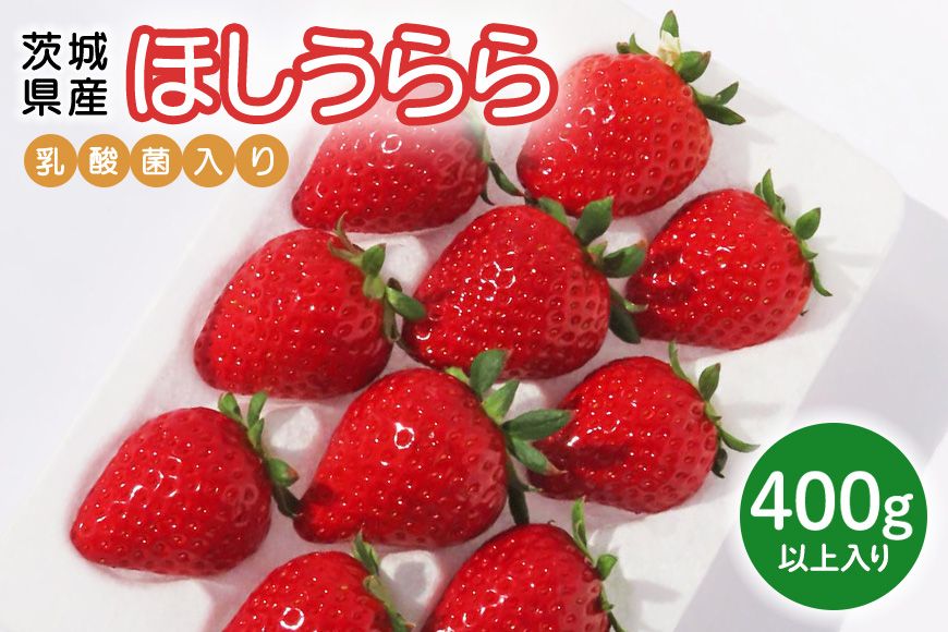 【先行予約・数量限定】ほしうらら 『乳酸菌入りいちごパック』 400g以上入り いちご 乳酸菌 イチゴ 苺 フルーツ 果物 くだもの 健康 パック 贈答 ギフト 茨城 国産 19-AJ 【4/10～5/10順次発送予定】