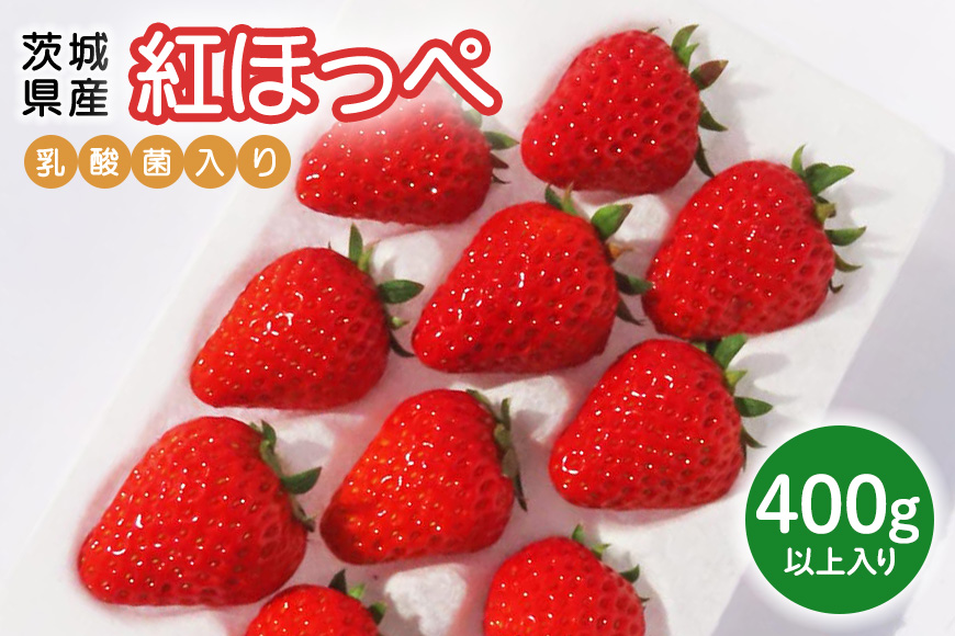 【先行予約・数量限定】紅ほっぺ 『乳酸菌入りいちごパック』 400g以上入り いちご 乳酸菌 イチゴ 苺 フルーツ 果物 くだもの 健康 パック 贈答 ギフト 茨城 国産 19-AK 【4/10～5/10順次発送予定】