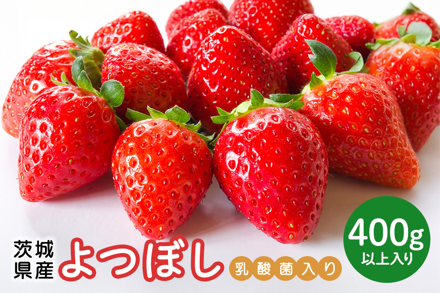 【先行予約・数量限定】よつぼし 『乳酸菌入りいちごパック』 400g以上入り いちご 乳酸菌 イチゴ 苺 フルーツ 果物 くだもの 健康 パック 贈答 ギフト 茨城 国産 19-AL 【4/10～5/10順次発送予定】