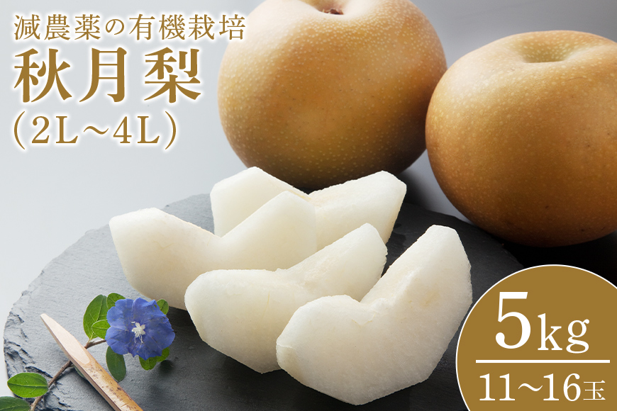 [数量限定・先行予約] 秋月 5kg 2L〜4L 11〜16玉 梨 なし ナシ あきづき アキヅキ 果物 くだもの フルーツ 70-D