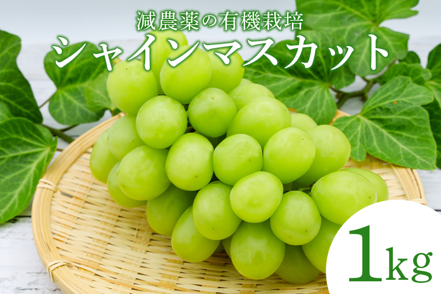 [数量限定・期間限定] シャインマスカット 1kg マスカット ぶどう ブドウ 葡萄 果物 フルーツ 70-I