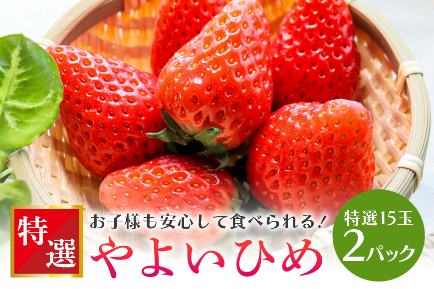 やよいひめ 特選15玉 2パック [2026年1?3月発送予定] (茨城県共通返礼品 石岡市) 71-C