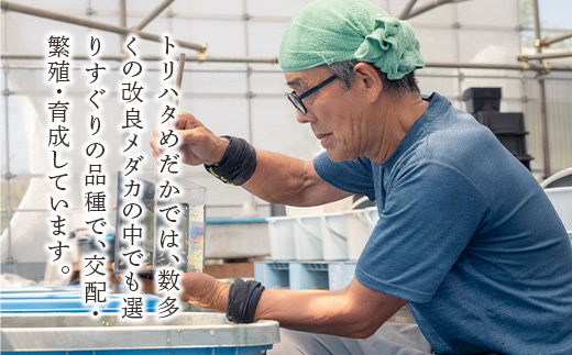 680 メダカ AW03 2ペア(4匹) 改良メダカ【トリハタめだか】