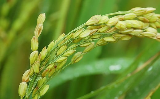 にじのきらめき 精米 10kg 3ヶ月定期便 茨城県産 令和7年産【小松崎商事】727