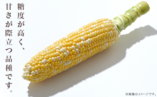 324 とうもろこし ドルチェドリーム 約5kg 11～13本 朝採れ バイカラー 黄 白 茨城 先行予約 2026年7月頃～発送予定