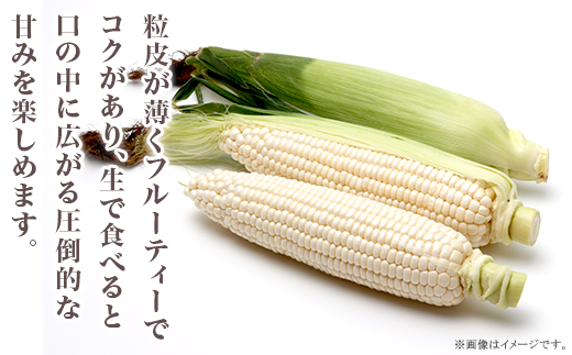 326 とうもろこし ピュアホワイト 約5kg 13本 朝採れ 白 茨城 先行予約 2026年7月頃～発送予定