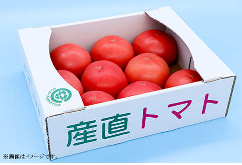568 桃太郎トマト 約1.6kg 8～12個 品種 ブライト 甘み 糖度 6度以上 先行予約 【3～5月発送予定】