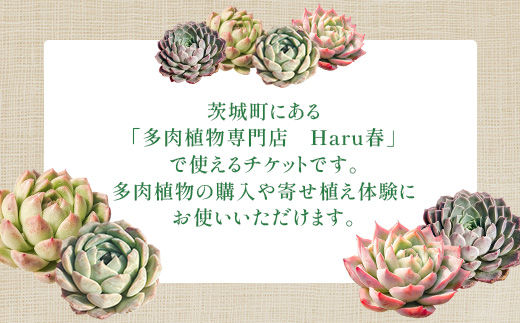 591 Haru春で使える1,000円分チケット（500円×2枚）