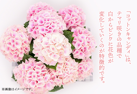 612【母の日ギフト】アジサイ鉢植え（品種：コットンキャンディ） 母の日 感謝 プレゼント