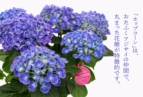 613【母の日ギフト】アジサイ鉢植え（品種：ホップコーン） 母の日 感謝 プレゼント