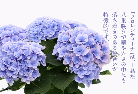 615【母の日ギフト】アジサイ鉢植え（品種：フロレンティーナブルー） 母の日 感謝 プレゼント