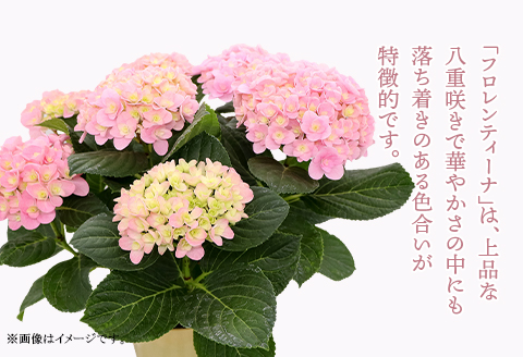 614【母の日ギフト】アジサイ鉢植え（品種：フロレンティーナピンク） 母の日 感謝 プレゼント