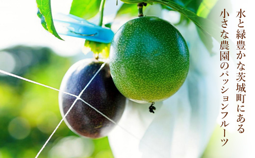 748 家庭用 魅惑のパッションフルーツ 約1kg 茨城県 茨城町産 先行予約【Auster ＆ Sons,D(オースター アンド サンデー)】