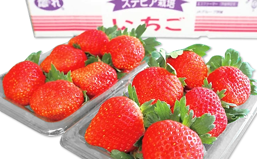 661 茨城県産いちご「とちおとめ」520g（2パック）【2026年1月中旬頃～3月下旬頃発送予定】