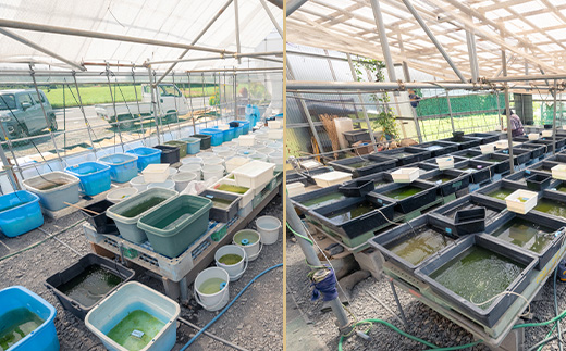 675 メダカ ダルマミックス 10匹 改良メダカ【トリハタめだか】