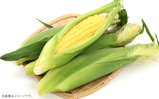 325 とうもろこし ゴールドラッシュ or 味来 約5kg 13本 朝採れ 黄 茨城 先行予約 2026年7月頃～発送予定