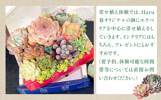 591 Haru春で使える1,000円分チケット（500円×2枚）