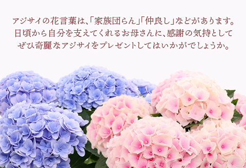 615【母の日ギフト】アジサイ鉢植え（品種：フロレンティーナブルー） 母の日 感謝 プレゼント