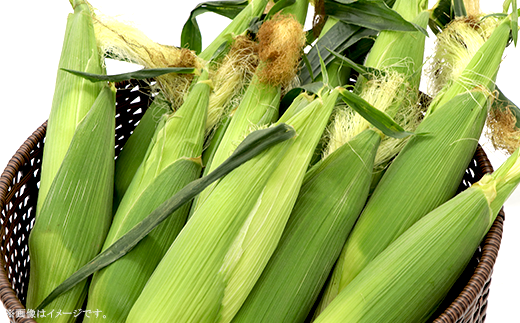 325 とうもろこし ゴールドラッシュ or 味来 約5kg 13本 朝採れ 黄 茨城 先行予約 2026年7月頃～発送予定