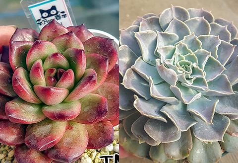 591 Haru春で使える1,000円分チケット（500円×2枚）