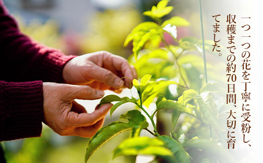 748 家庭用 魅惑のパッションフルーツ 約1kg 茨城県 茨城町産 先行予約【Auster ＆ Sons,D(オースター アンド サンデー)】