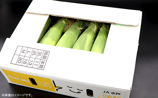 325 とうもろこし ゴールドラッシュ or 味来 約5kg 13本 朝採れ 黄 茨城 先行予約 2026年7月頃～発送予定