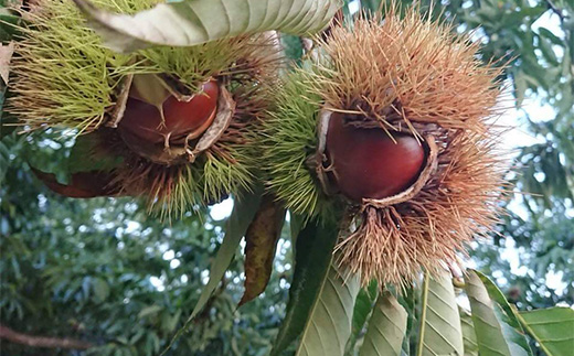 634 氷温貯蔵 栗ペースト300g（ 茨城町産 栗 100％ 使用 ) 【海老澤農園】