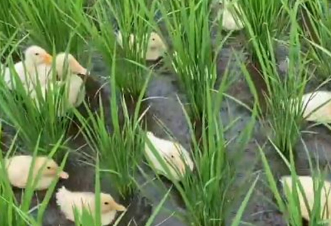 【令和7年産】コシヒカリ 2kg ファームランドさいとう569