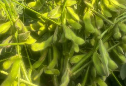 576【先行予約】枝豆 2kg 500g × 4袋 ファームランドさいとう（7月下旬頃より順次発送）