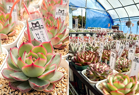 591 Haru春で使える1,000円分チケット（500円×2枚）