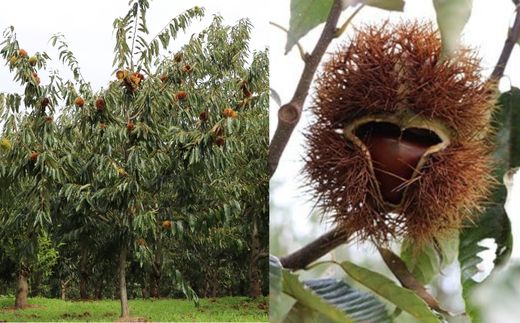617 茨城県産焼き栗 900g(300g×3個入)【ウエノファーム】