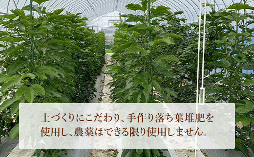 748 家庭用 魅惑のパッションフルーツ 約1kg 茨城県 茨城町産 先行予約【Auster ＆ Sons,D(オースター アンド サンデー)】