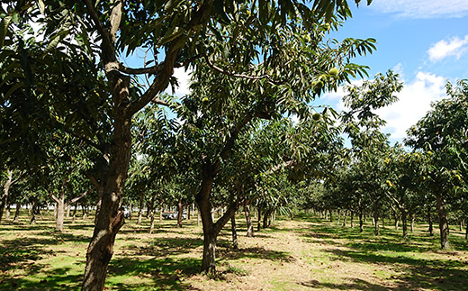 634 氷温貯蔵 栗ペースト300g（ 茨城町産 栗 100％ 使用 ) 【海老澤農園】