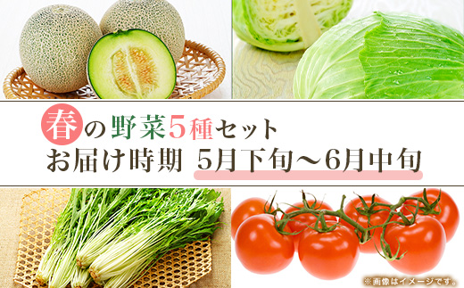 657 茨城町 春の野菜セット メロン トマト きゅうり キャベツ みず菜